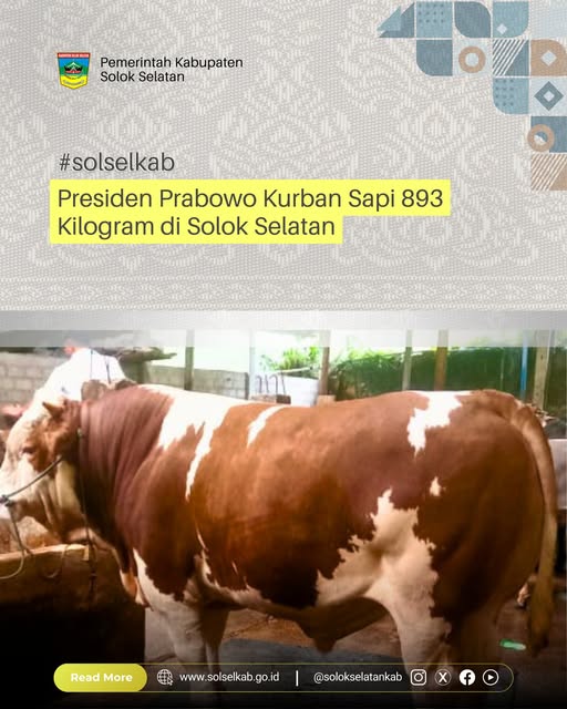 Presiden Prabowo Kurban Sapi 893 Kilogram di Solok Selatan
